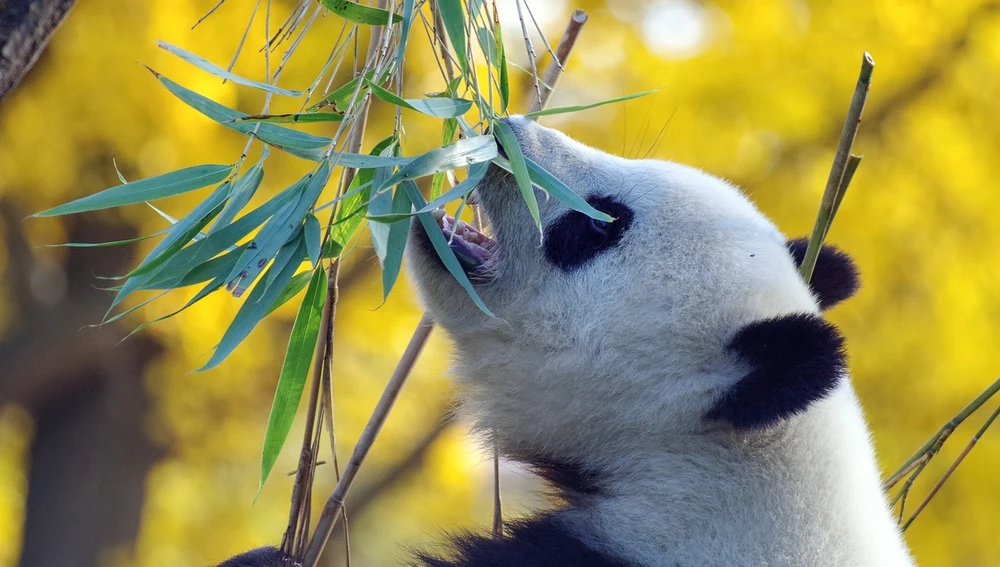 El oso panda sólo come hojas de bambú El oso panda sólo come hojas de bambú