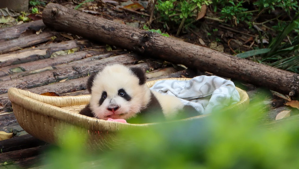 Bebé panda Bebé panda