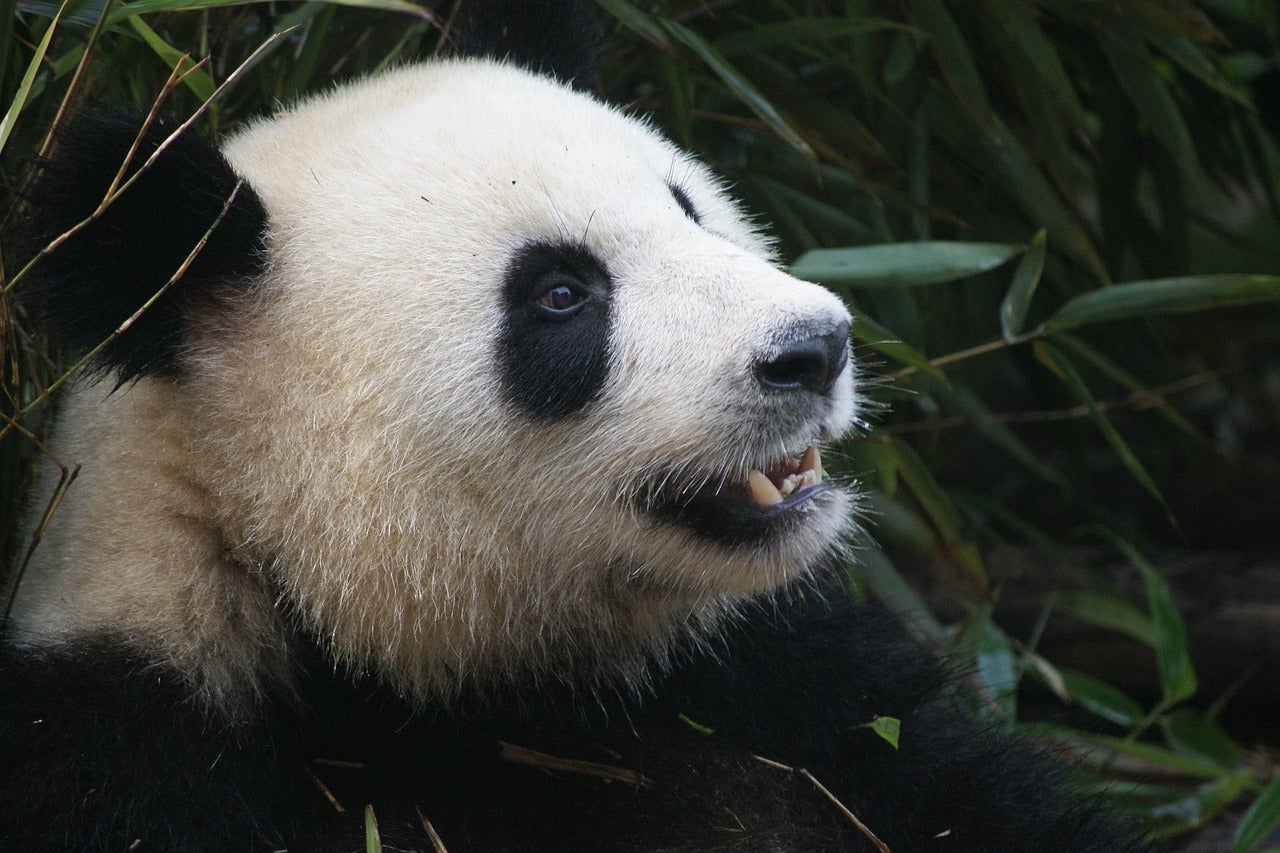 Chengdu: en la capital del oso panda