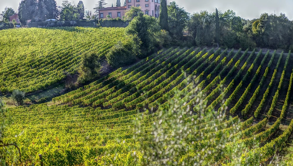 Paisaje de viñedos Paisaje de viñedos