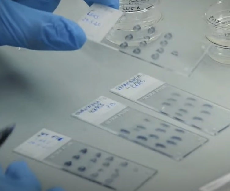Instituto de Neurociencias de la UMH de Elche, doce años en la excelencia de la investigación Instituto de Neurociencias de la UMH de Elche, doce años en la excelencia de la investigación