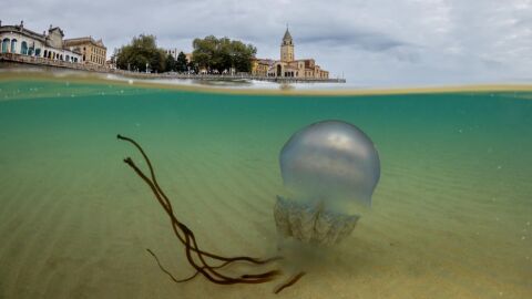 Medusas en Gij&oacute;n