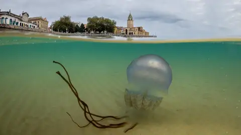 Medusas en Gijón Medusas en Gijón