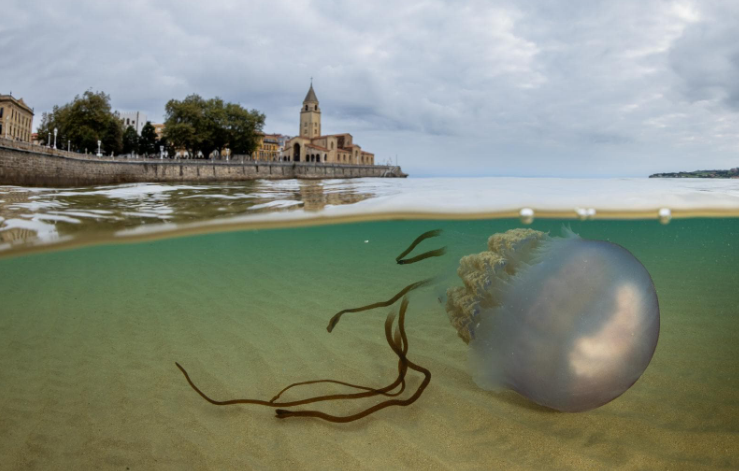 ¿Por qué se ven tantas medusas en la costa gijonesa? ¿Por qué se ven tantas medusas en la costa gijonesa?