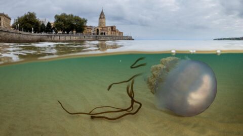 Medusas gigantes en la playa de San Lorenzo
