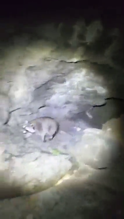 Los peligrosos mapaches, cada vez más comunes en Euskadi Los peligrosos mapaches, cada vez más comunes en Euskadi