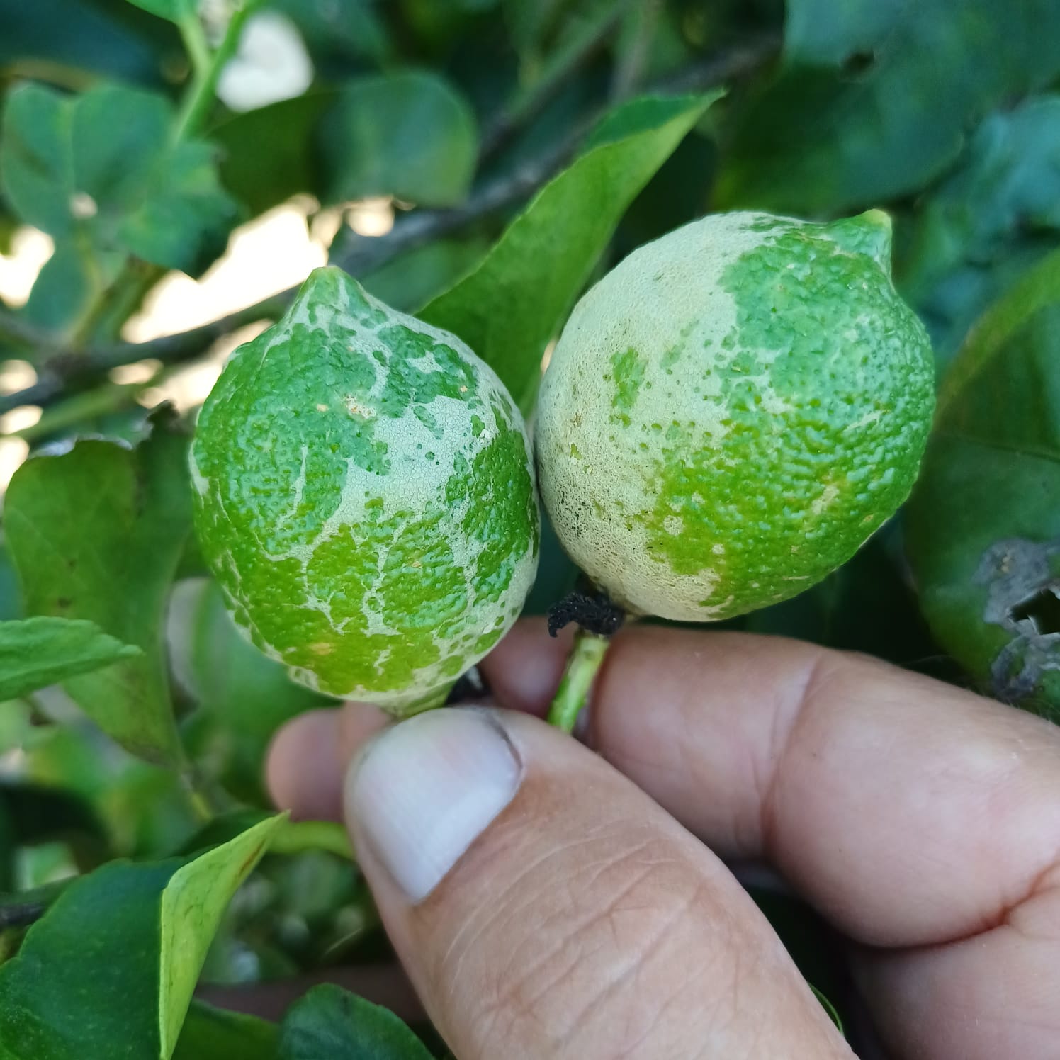 Los limones alicantinos en peligro por la presencia de plagas procedentes de Sudáfrica Los limones alicantinos en peligro por la presencia de plagas procedentes de Sudáfrica
