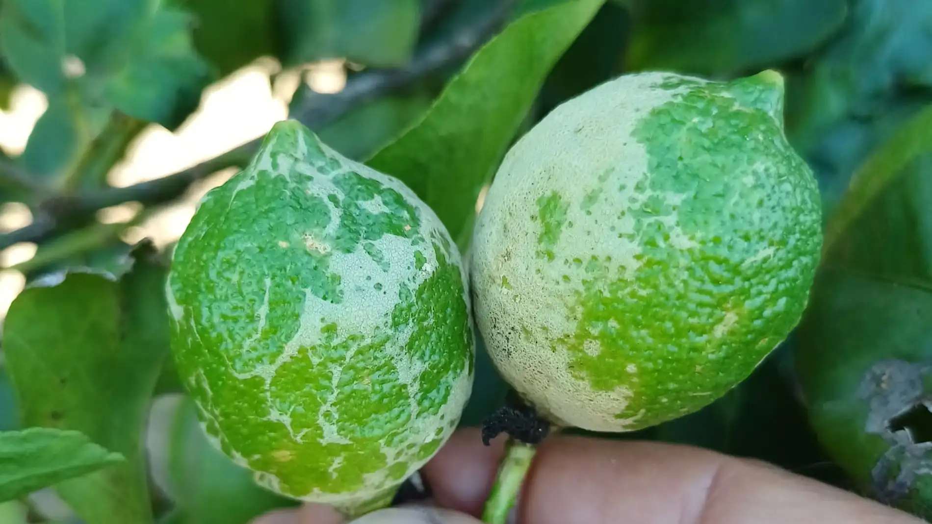 Limones afectados de un huerto de Torremendo Limones afectados de un huerto de Torremendo