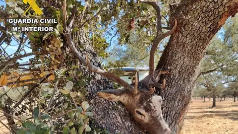 Cuatro jóvenes, uno menor de edad, abaten a un ciervo con un rifle desde un coche en San Vicente de Alcántara Cuatro jóvenes, uno menor de edad, abaten a un ciervo con un rifle desde un coche en San Vicente de Alcántara
