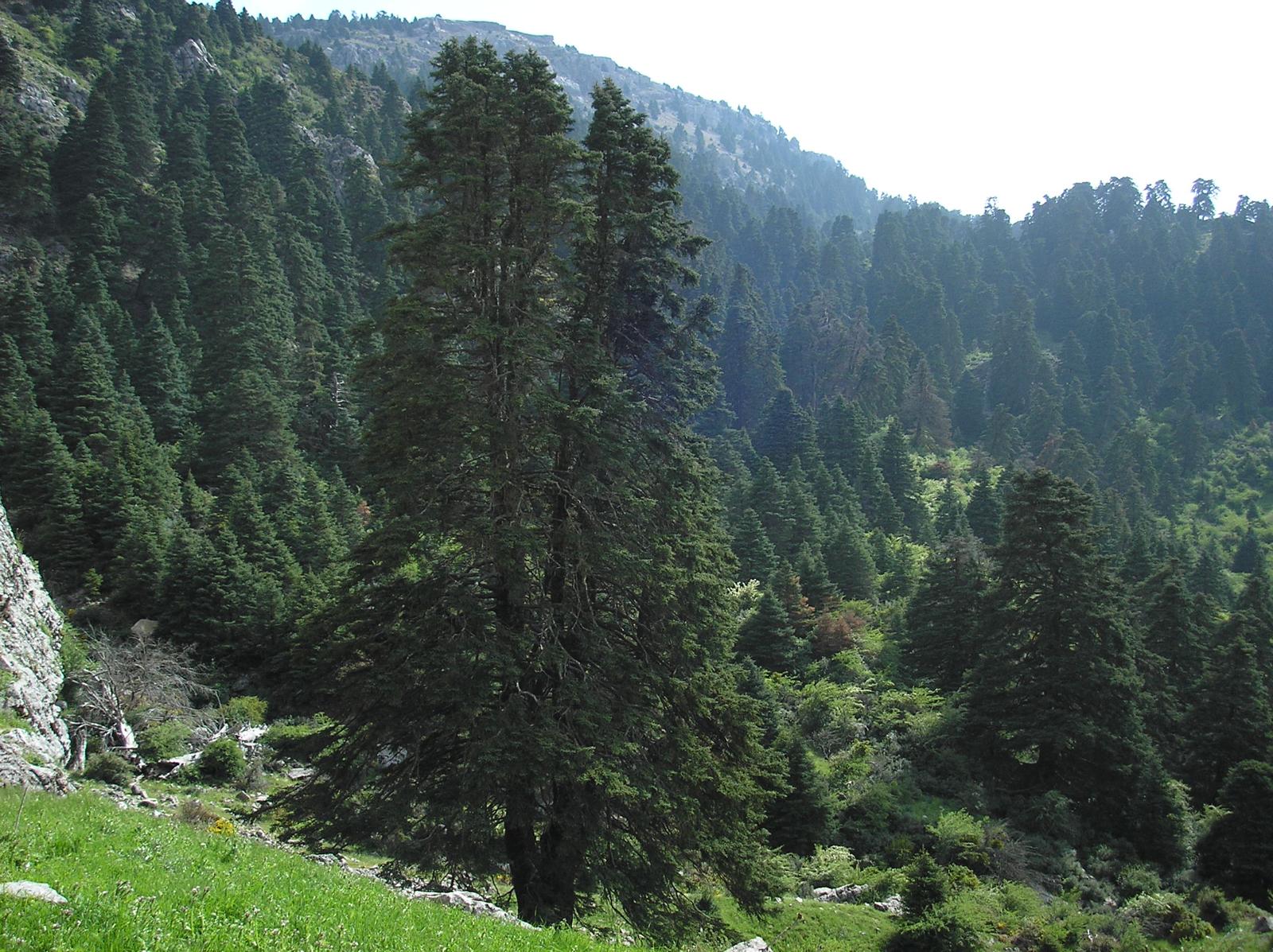 El pinsapo: el árbol más antiguo del mundo se encuentra en la Sierra de Málaga El pinsapo: el árbol más antiguo del mundo se encuentra en la Sierra de Málaga