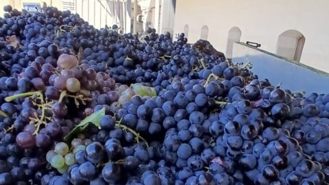 Uva recogida en la Baron&iacute;a de Tur&iacute;s