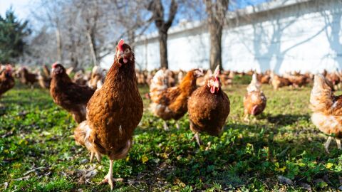 El huevo espa&ntilde;ol resiste la ca&iacute;da del consumo de los alimentos y bate r&eacute;cords de facturaci&oacute;n