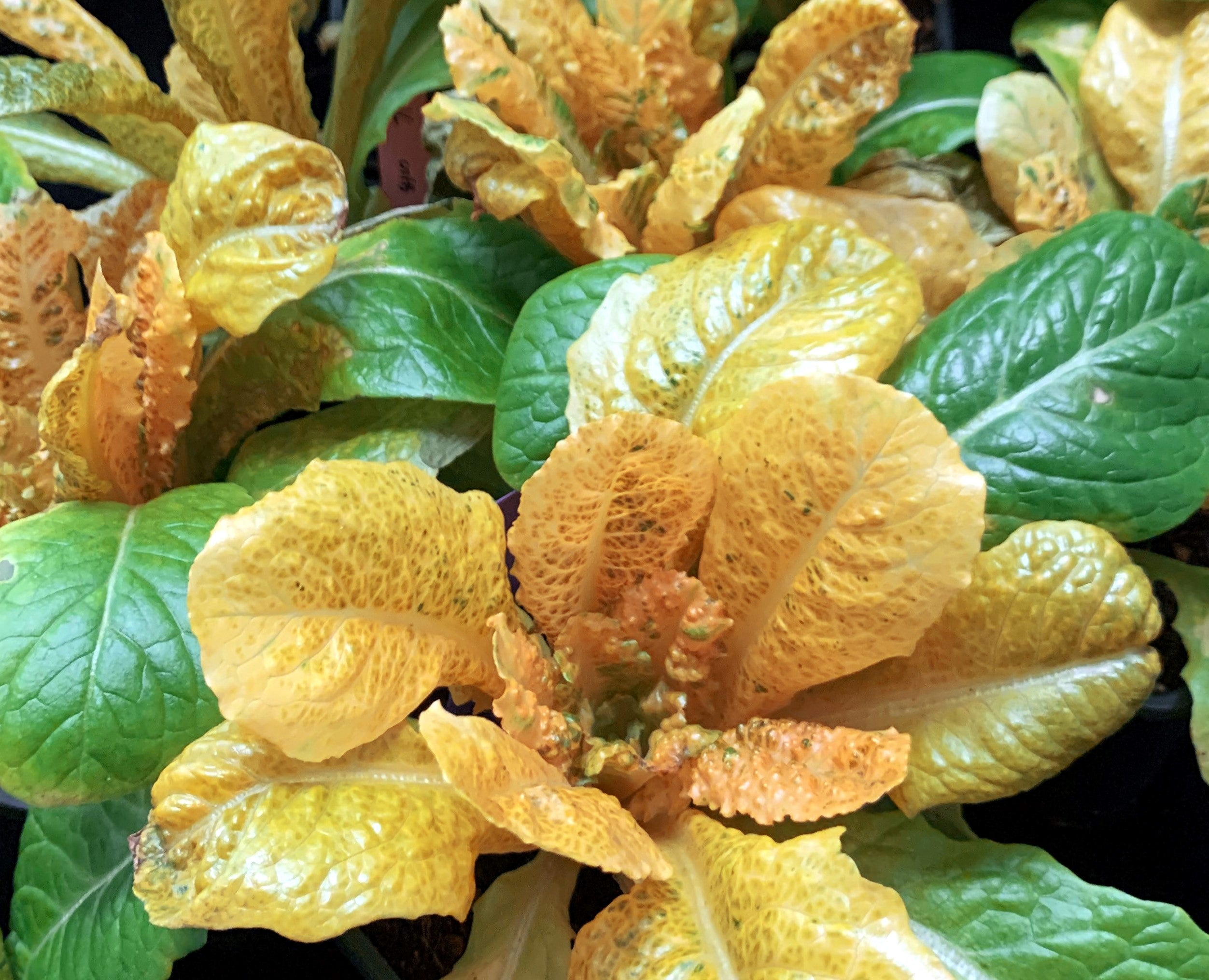 Desarrollan en València lechugas doradas con mayor capacidad antioxidante y más ricas en vitamina A Desarrollan en València lechugas doradas con mayor capacidad antioxidante y más ricas en vitamina A