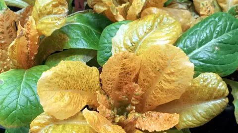 Imagen facilitada por la UPV. Imagen facilitada por la UPV.