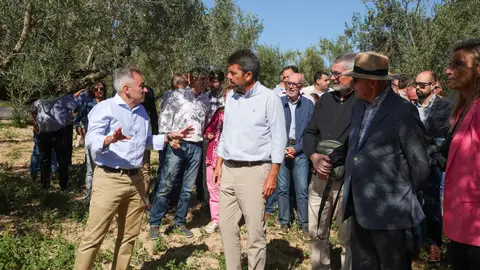 Mazón anuncia 17 millones de ayudas directas a agricultores y ganaderos para paliar los efectos de la sequía Mazón anuncia 17 millones de ayudas directas a agricultores y ganaderos para paliar los efectos de la sequía