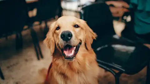 Imagen de un perro Imagen de un perro