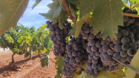 Uvas maduras en vendimia DO Valdepe&ntilde;as