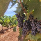  vendimia Montilla-Moriles