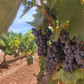 vendimia Montilla-Moriles vendimia Montilla-Moriles