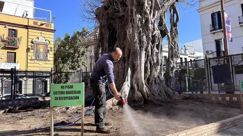 Riego en el ficus de San Jacinto de Sevilla Riego en el ficus de San Jacinto de Sevilla