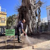 Riego en el ficus de San Jacinto de Sevilla