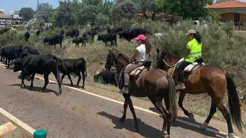 El Centro de Formación del Medio Rural de Moraleja oferta un nuevo módulo de auxiliar de reses de lidia El Centro de Formación del Medio Rural de Moraleja oferta un nuevo módulo de auxiliar de reses de lidia