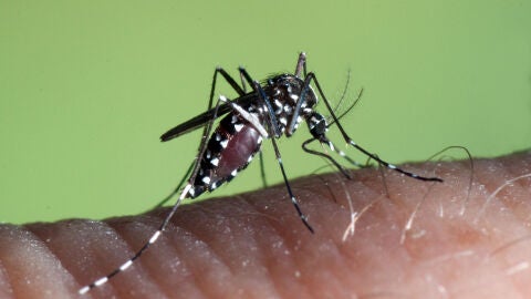 Mosquito tigre sobre la piel 