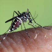 Mosquito tigre sobre la piel 