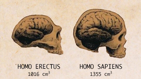 Cerebro Homo Sapiens