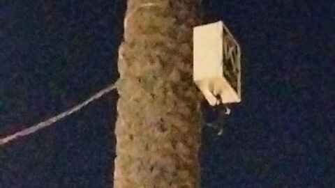 Palmera con cableado el&eacute;ctrico
