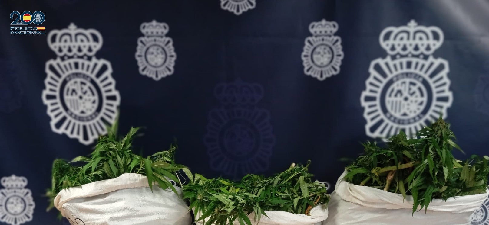 Detenido un hombre en Ciutadella con una plantación de marihuana de 18 kilos Detenido un hombre en Ciutadella con una plantación de marihuana de 18 kilos