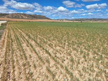 Los agricultores de Teruel piden que se activen las ayudas a la sequía Los agricultores de Teruel piden que se activen las ayudas a la sequía