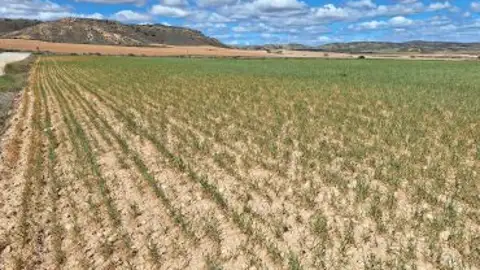 Los agricultores de Teruel piden que se activen las ayudas a la sequía SEQUIA