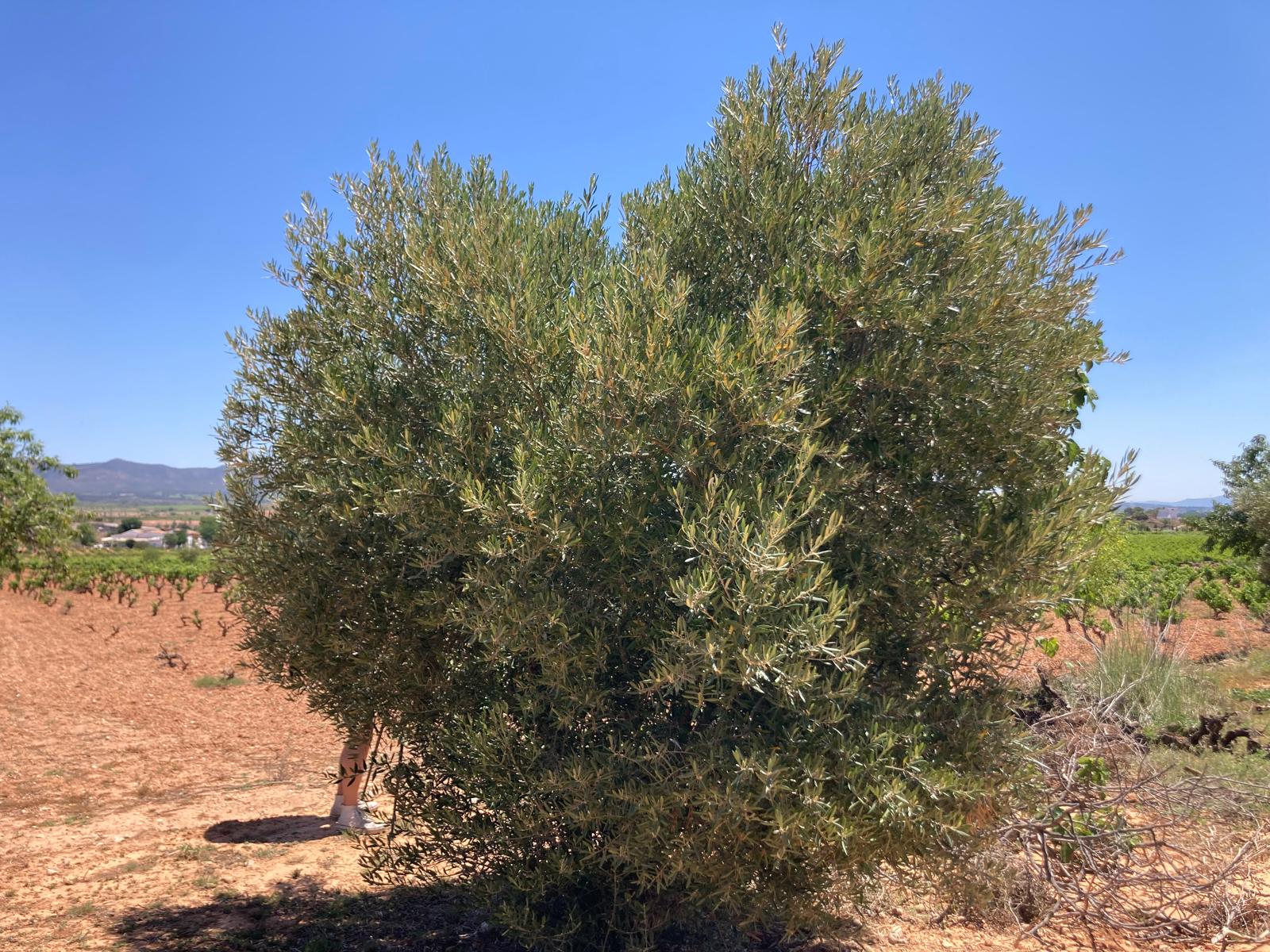 LA UNIÓ reclama medidas ante la pérdida de producción de aceitunas en el campo valenciano LA UNIÓ reclama medidas ante la pérdida de producción de aceitunas en el campo valenciano