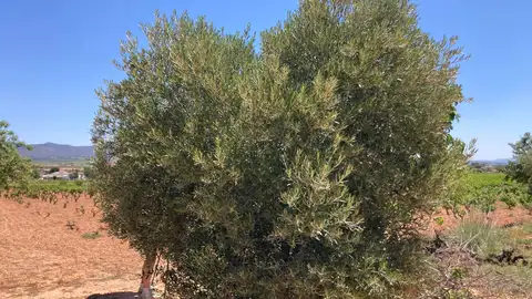 Olivar OLIVAR