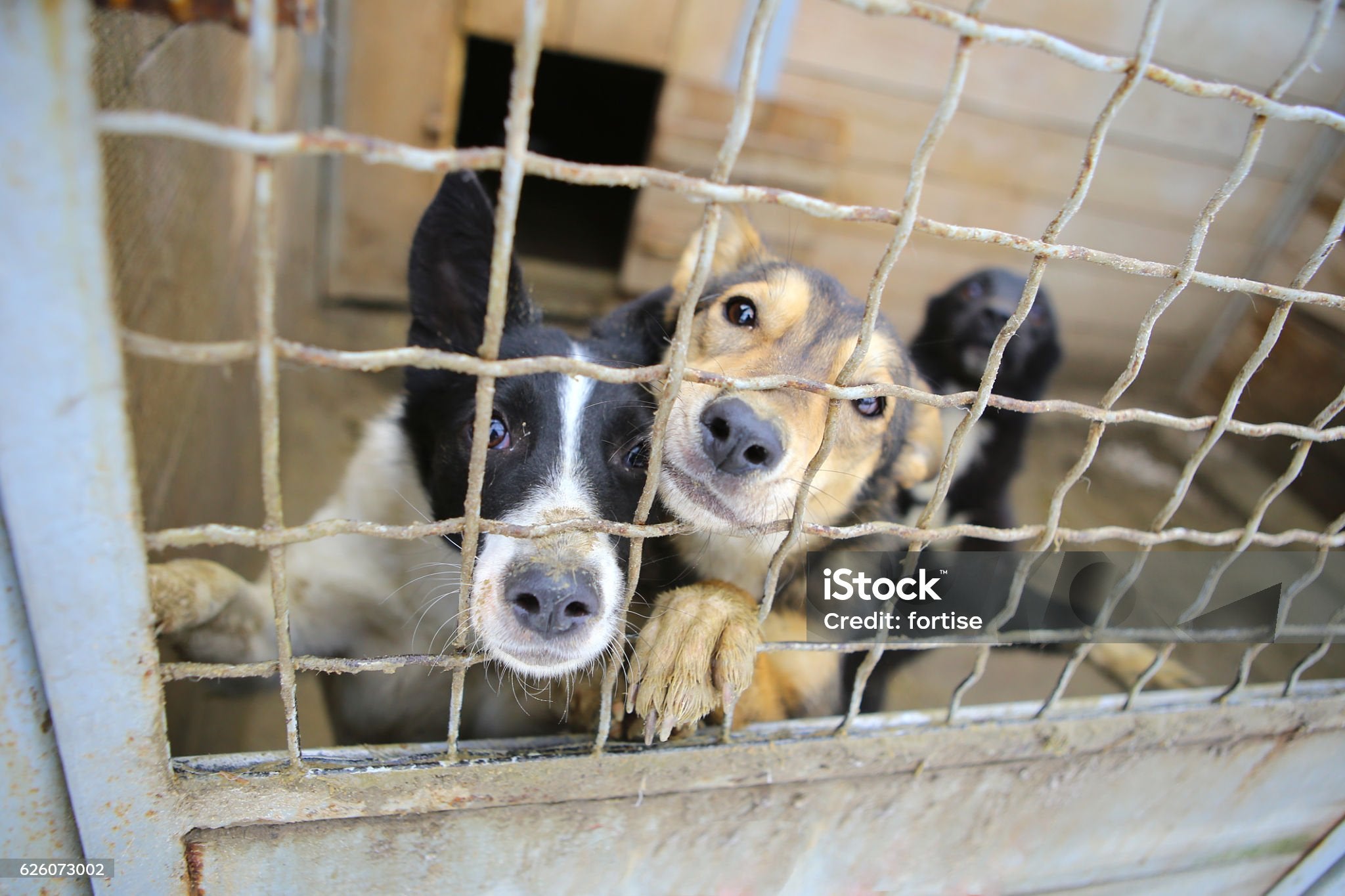 El futuro del albergue de animales El futuro del albergue de animales