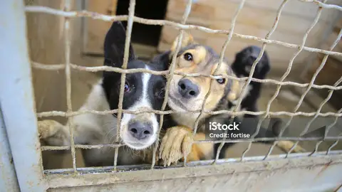 Perros abandonados Perros abandonados