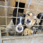 Perros abandonados
