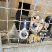 Perros abandonados Perros abandonados