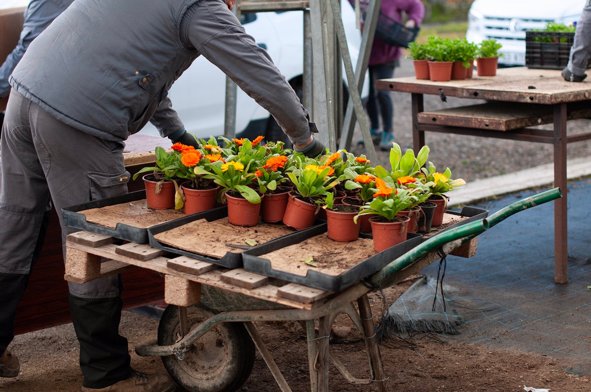 La Diputación de Cáceres repartirá 36.000 plantas de temporadas para embellecer los pueblos en otoño La Diputación de Cáceres repartirá 36.000 plantas de temporadas para embellecer los pueblos en otoño