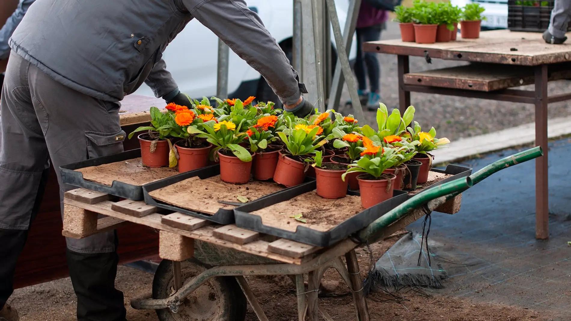 La Diputación de Cáceres repartirá 36.000 plantas de temporadas para embellecer los pueblos en otoño La Diputación de Cáceres repartirá 36.000 plantas de temporadas para embellecer los pueblos en otoño