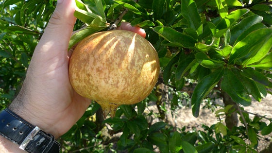 La plaga de trips reducirá en un 60% la producción de Granada Mollar de Elche con D.O.P La plaga de trips reducirá en un 60% la producción de Granada Mollar de Elche con D.O.P