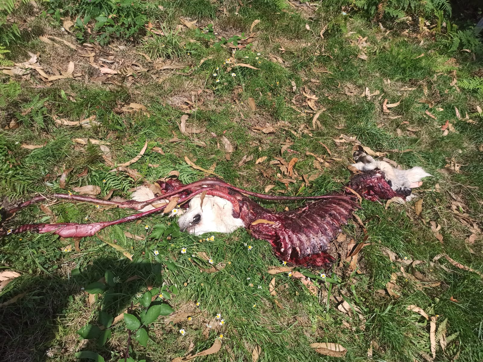 UUAA exige medidas de control frente a las manadas de lobos en O Vicedo UUAA exige medidas de control frente a las manadas de lobos en O Vicedo