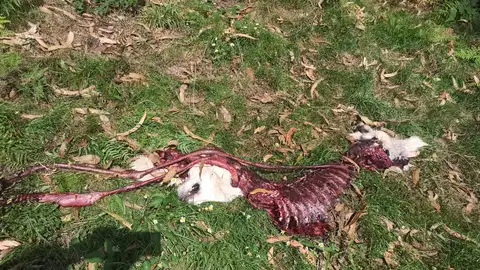 Restos de uno de los mastines atacados onda cero