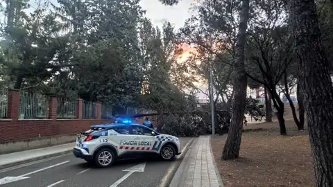 La capital palentina vuelve a sufrir la caída de un árbol de grandes dimensiones .