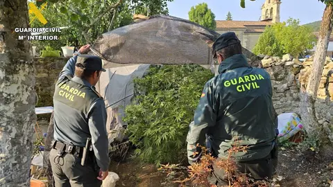 Detenidas dos personas por cultivar marihuana en Dehesa de Montejo .