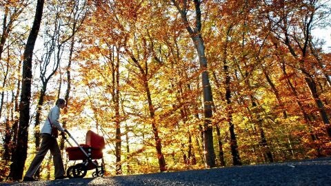 Una mujer pasea con un carro en un bosque mientras el sol de oto&ntilde;o ilumina los &aacute;rboles estacionales coloreados. 