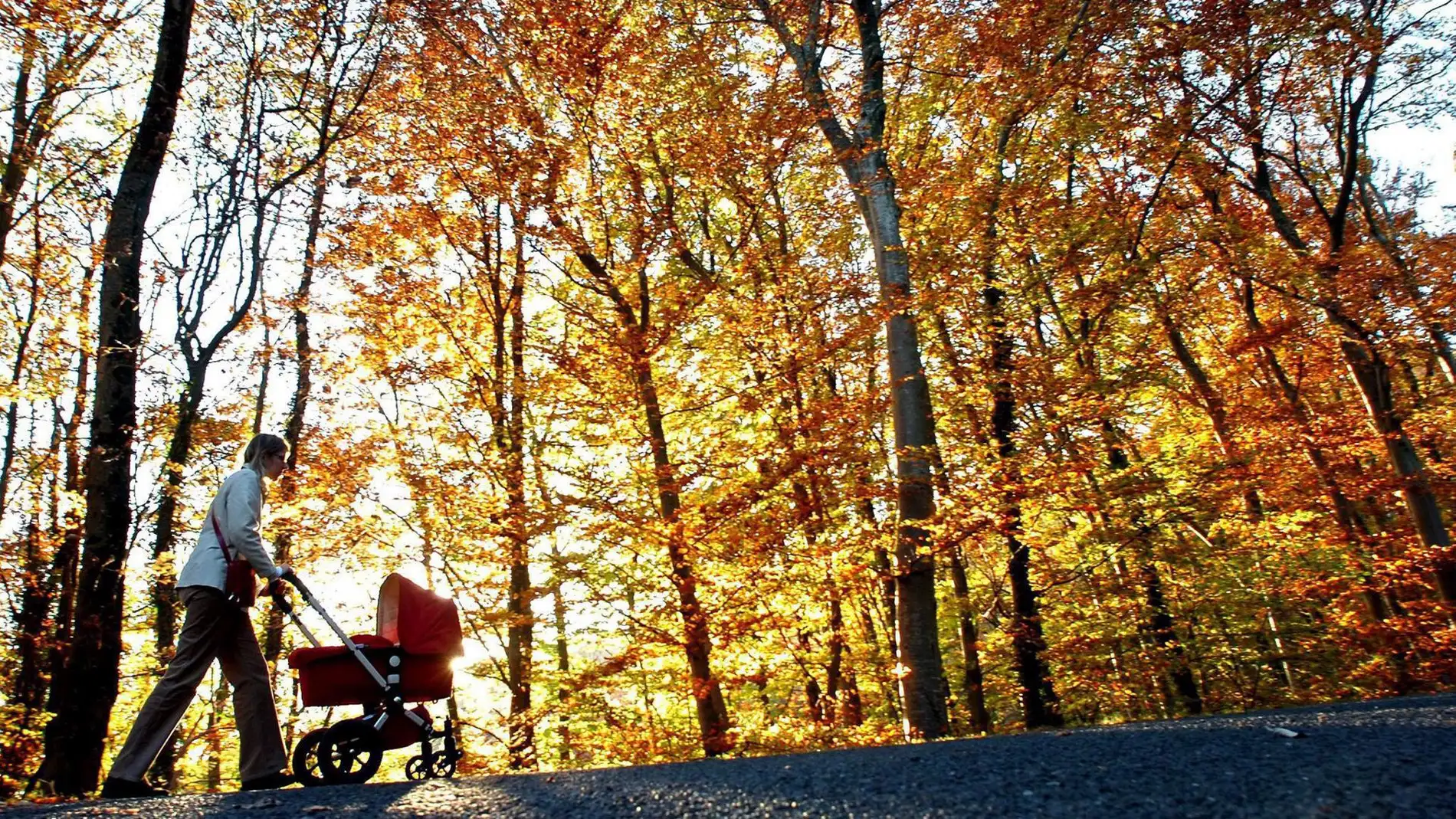 Una mujer pasea con un carro en un bosque mientras el sol de otoño ilumina los árboles estacionales coloreados. Una mujer pasea con un carro en un bosque mientras el sol de otoño ilumina los árboles estacionales coloreados.