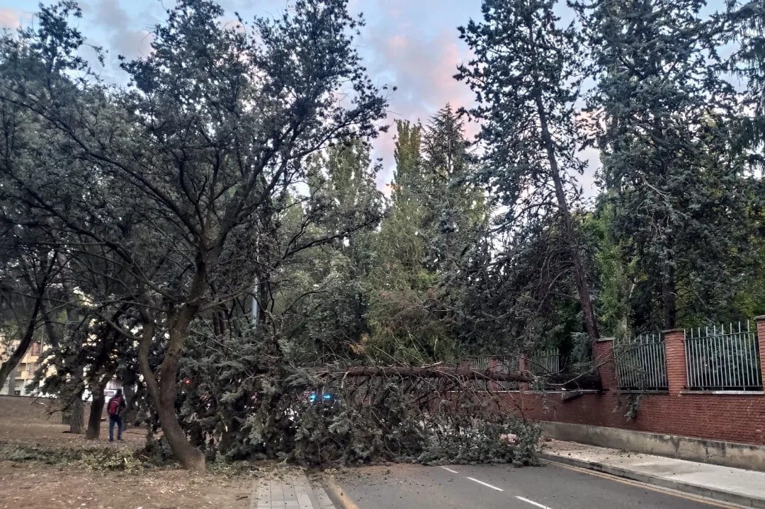 La raíces poco profundas, causa de la caída del árbol de la Huerta de Guadián La raíces poco profundas, causa de la caída del árbol de la Huerta de Guadián