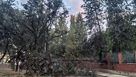 La raíces poco profundas, causa de la caída del árbol de la Huerta de Guadián .